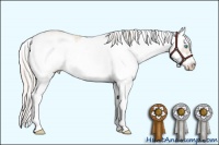 Horse Color:Palomino Pearl Sabino Splash Frame 