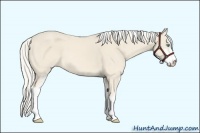 Horse Color:Cremello Sabino