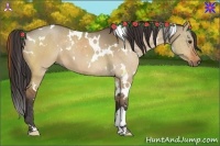 Horse Color:White Spotted Buckskin Dun 