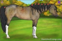 Horse Color:Brown Dun 