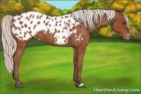 Horse Color:Silver Bay Appaloosa 