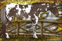 Horse Color:White Spotted Liver Chestnut Rabicano 