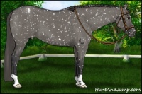 Horse Color:Grullo Roan Snowflake Varnish