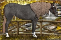 Horse Color:Liver Chestnut Appaloosa 