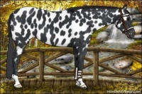 Horse Color:Black Near Leopard 