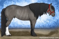 Horse Color:Black Rabicano