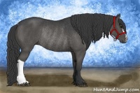 Horse Color:Black Rabicano