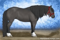 Horse Color:Black 