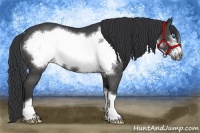 Horse Color:Black Frame Rabicano