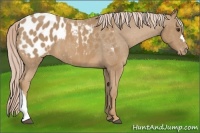 Horse Color:Palomino Appaloosa
