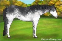 Horse Color:White Spotted Black
