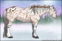 Horse Color:Brown Appaloosa 