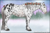 Horse Color:Brown Appaloosa