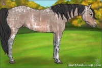 Horse Color:Bay Ice 