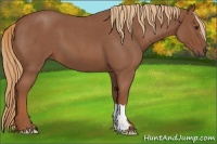 Horse Color:Red Roan 