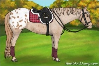 Horse Color:Chestnut Appaloosa