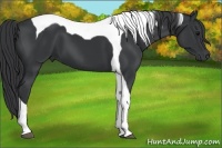 Horse Color:Black Tobiano 