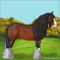 Horse Color:Bay Sabino Splash 