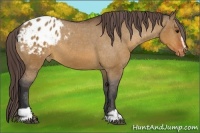 Horse Color:Bay Dun Sabino Varnish 
