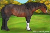 Horse Color:Brown Rabicano