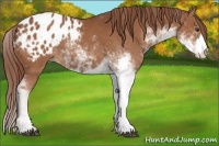 Horse Color:Chestnut Sabino Appaloosa