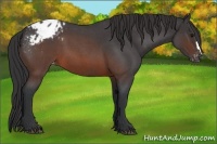 Horse Color:Brown Roan Appaloosa