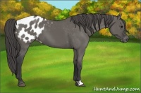 Horse Color:Grullo Appaloosa 