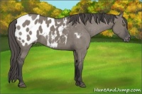 Horse Color:Smoky Grullo Appaloosa Brindle 
