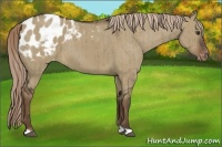 Horse Color:Liver Red Dun Appaloosa Brindle 