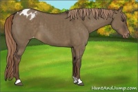 Horse Color:Liver Red Dun Appaloosa Brindle