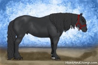 Horse Color:Black Rabicano