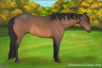 Horse Color:Buckskin Roan 