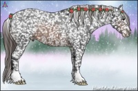 Horse Color:Brown Appaloosa