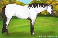 Horse Color:Liver Red Dun Appaloosa Rabicano Brindle