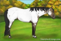 Horse Color:Liver Red Dun Appaloosa 