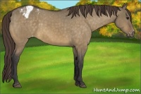 Horse Color:Buckskin Dun Varnish Brindle