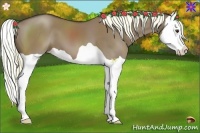 Horse Color:Liver Red Dun Splash 
