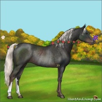 Horse Color:Liver Chestnut Rabicano 