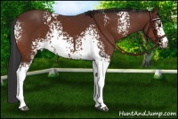 Horse Color:White Spotted Bay 