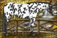 Horse Color:Black Near Leopard 