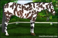 Horse Color:Brown Leopard 