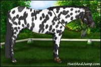 Horse Color:Black Near Leopard Rabicano 