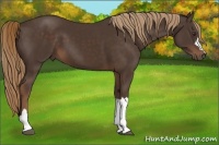 Horse Color:Liver Chestnut 