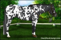 Horse Color:White Spotted Black Blanket 