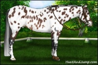 Horse Color:White Spotted Bay Appaloosa Rabicano 