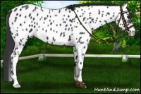 Horse Color:Black Near Leopard 