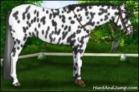 Horse Color:Black Near Leopard 