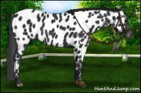 Horse Color:Black Near Leopard 