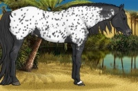 Horse Color:Black Appaloosa 