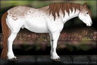 Horse Color:White Spotted Red Roan 